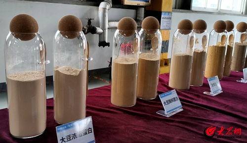 以生物科技賦能養殖業綠色轉型 中糧菏澤發布大豆酶解蛋白 發酵豆粕新產品